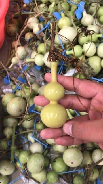 葫芦最新爆料是真的吗,真相揭秘，是真是假？
